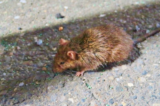 ネズミは壁を登る 種類別ネズミの身体能力 対策や駆除についても ねずみ110番