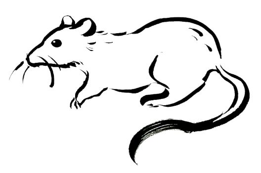 ネズミが石鹸を食べる意外な理由！石鹸をネズミから守るための対策