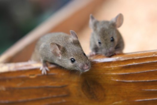 ネズミの繁殖期は春と秋｜ネズミの出る時期を覚えて先回りで対策を！