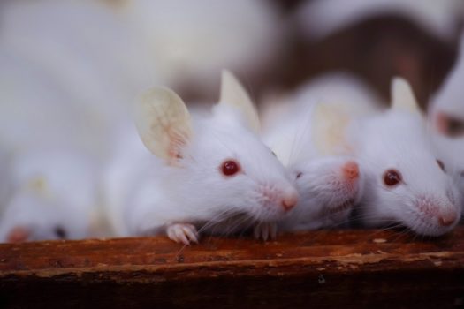 ネズミが賢い理由は記憶力と適応力にあり