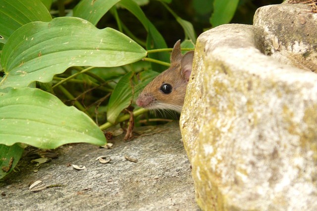 ネズミは何ミリの隙間なら通り抜けられる？